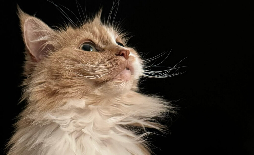 A photo of Ripley, the red and white Maine Coon that inspired the website's mascot.